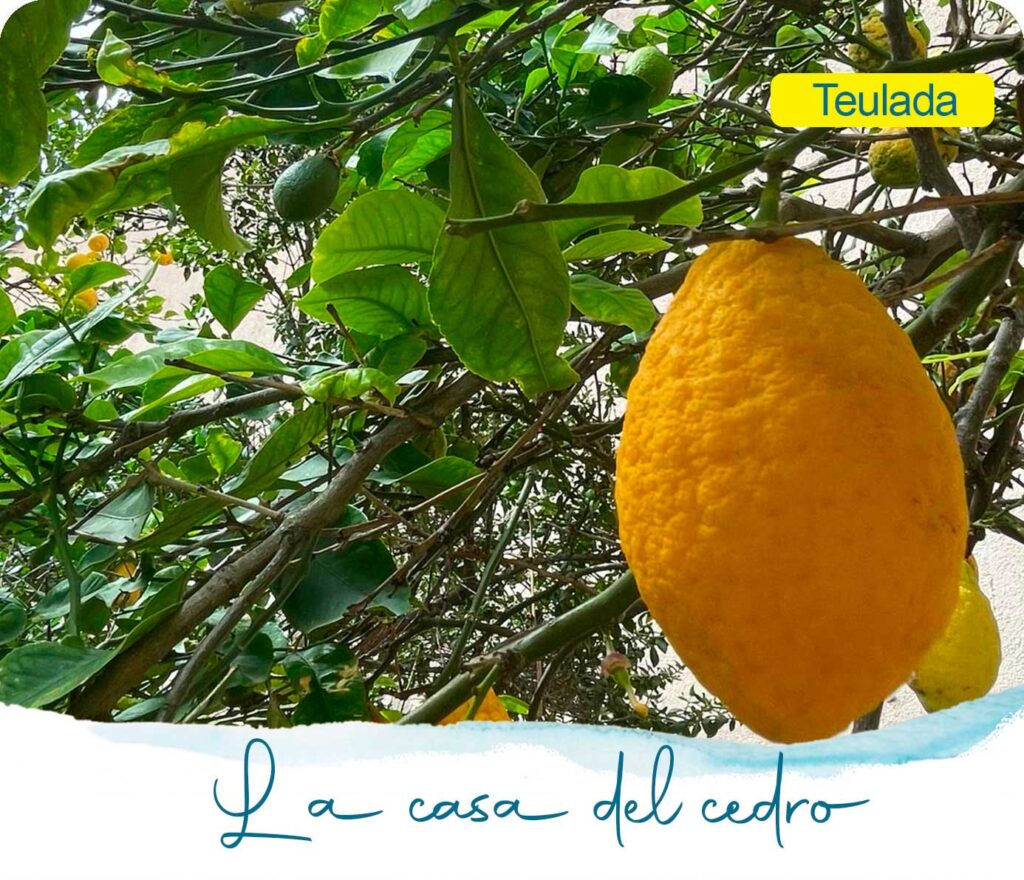 La casa del cedro a Teulada